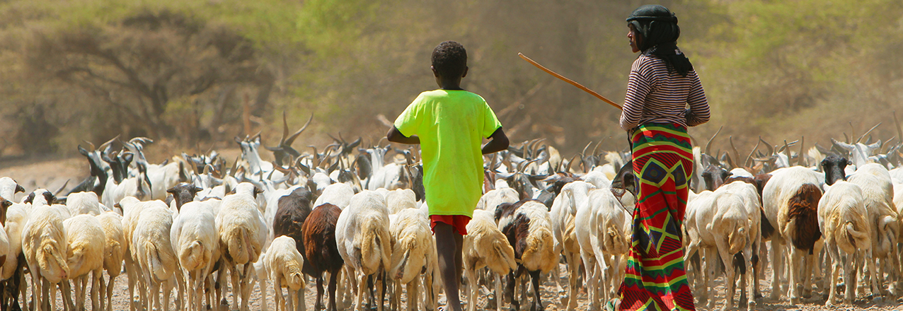 Afar pastoral life